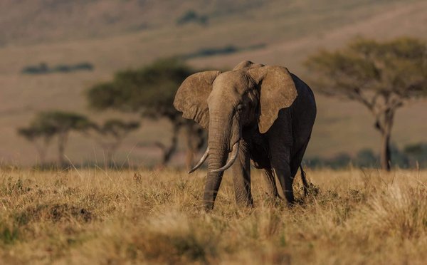 Quel est le meilleur logement pour une expérience de safari photo au Kenya?
