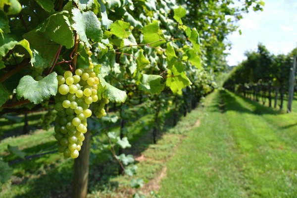 Devenez covigneron et recevez votre vin personnalisé